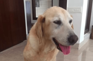 I would highly recommend Siobhan as a pet agent if you want to fly your pets