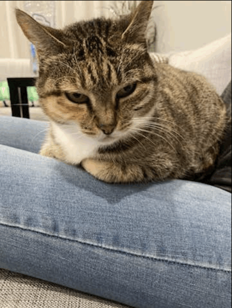 Happy cat on owners lap